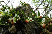 Monte Zucco (Direttissima / Sentiero Panoramico) da San Pellegrino Terme il 22 aprile 2016  - FOTOGALLERY